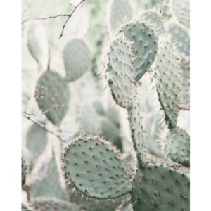 Cactus mini poster 40x50 cm – botanische poster met cactus illustratie