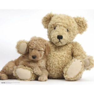Golden Doodle Puppy Sleeping on Teddy Bear mini poster 40x50 cm – schattige puppy poster