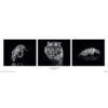 Marina Cano Into the Dark panorama poster 158x53 cm – zwart wit wildlife foto poster